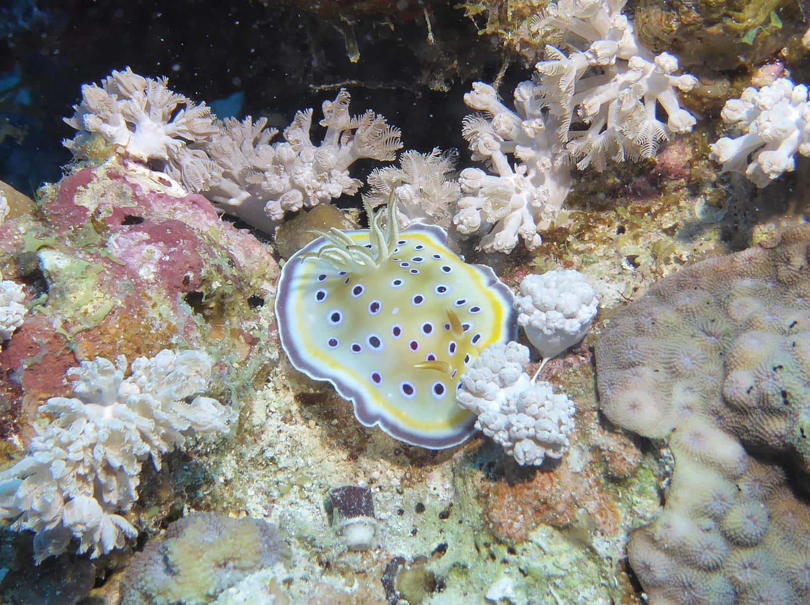 Plongée Mer Rouge Safaga