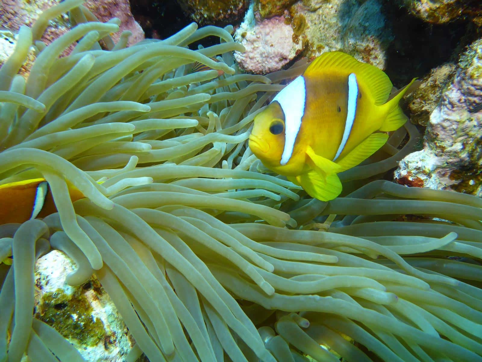 Sortie Safaga Mantalo Club