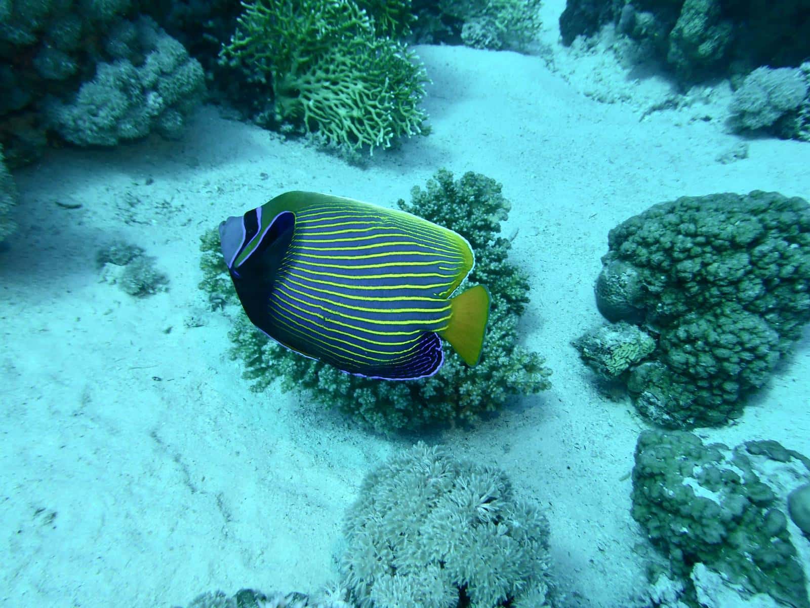 Faune marine Mer Rouge