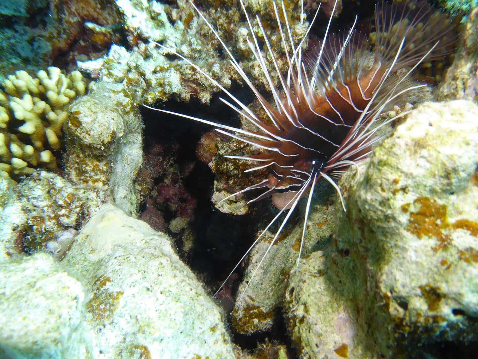 Validation niveaux Safaga