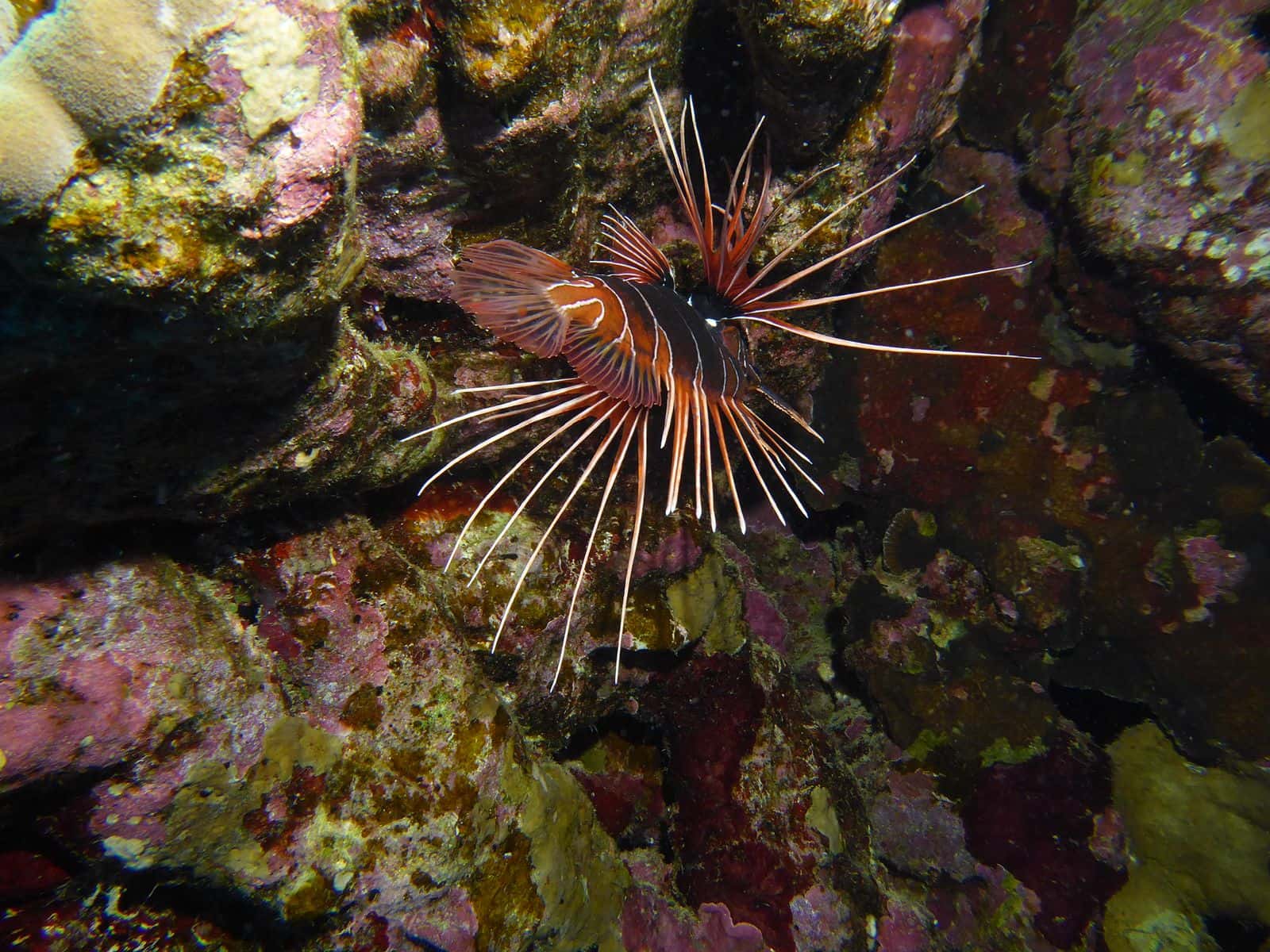 Sortie Mer Rouge Mantalo