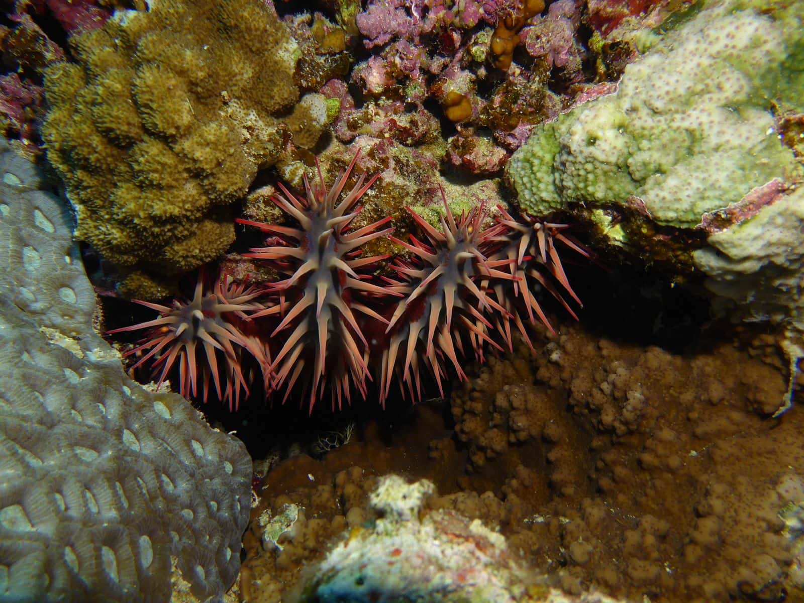 Plongée Safaga Mantalo Club