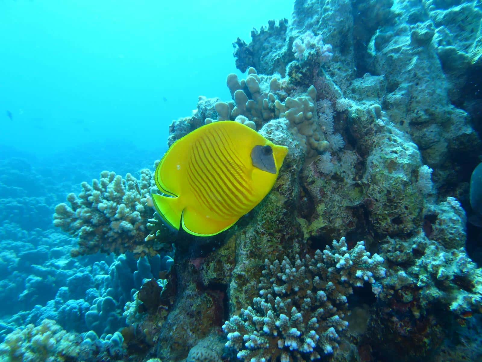 Plongée Egypte Mantalo Club