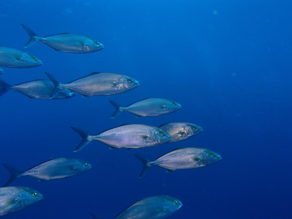 Plongée Estartit - Iles Medes