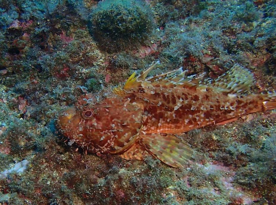 Sortie plongée Estartit