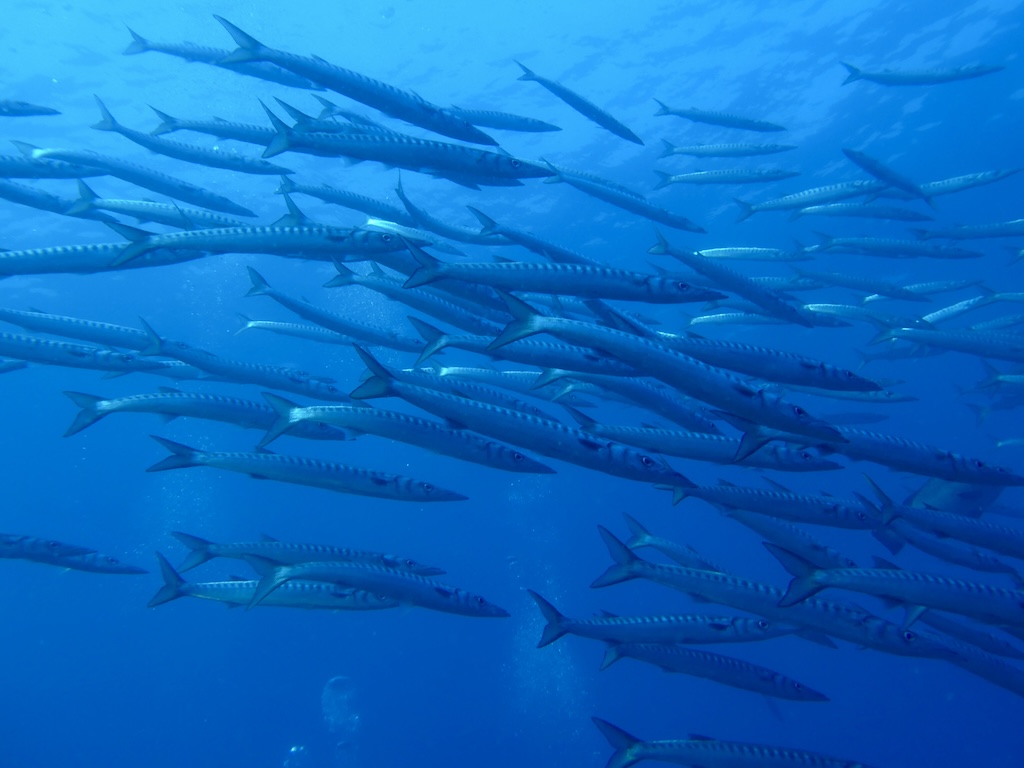 Plongée Mantalo Club Estartit