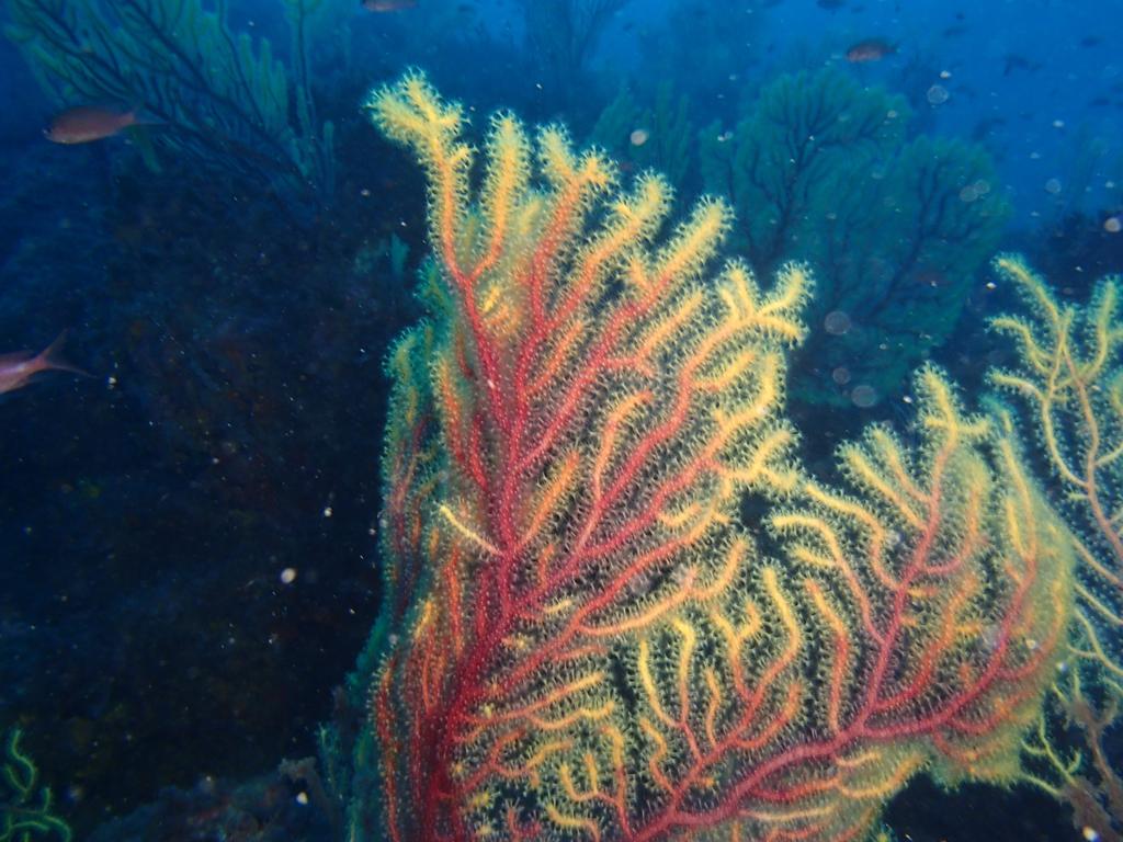 Fond marin Iles Medes