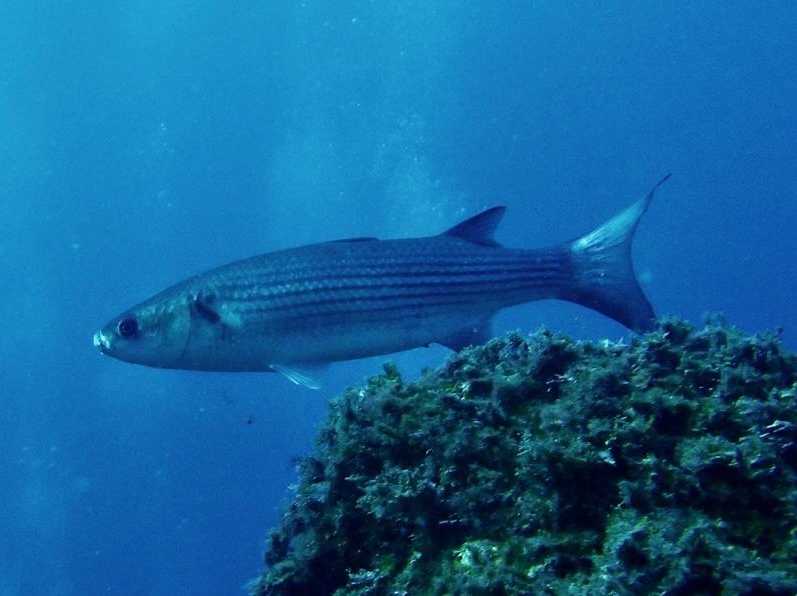 Plongée Espagne Mantalo