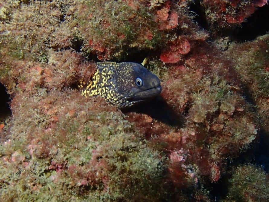 Sortie Estartit Mantalo Club