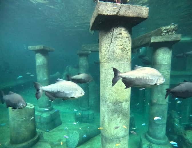 Plongée TODI - poissons tropicaux