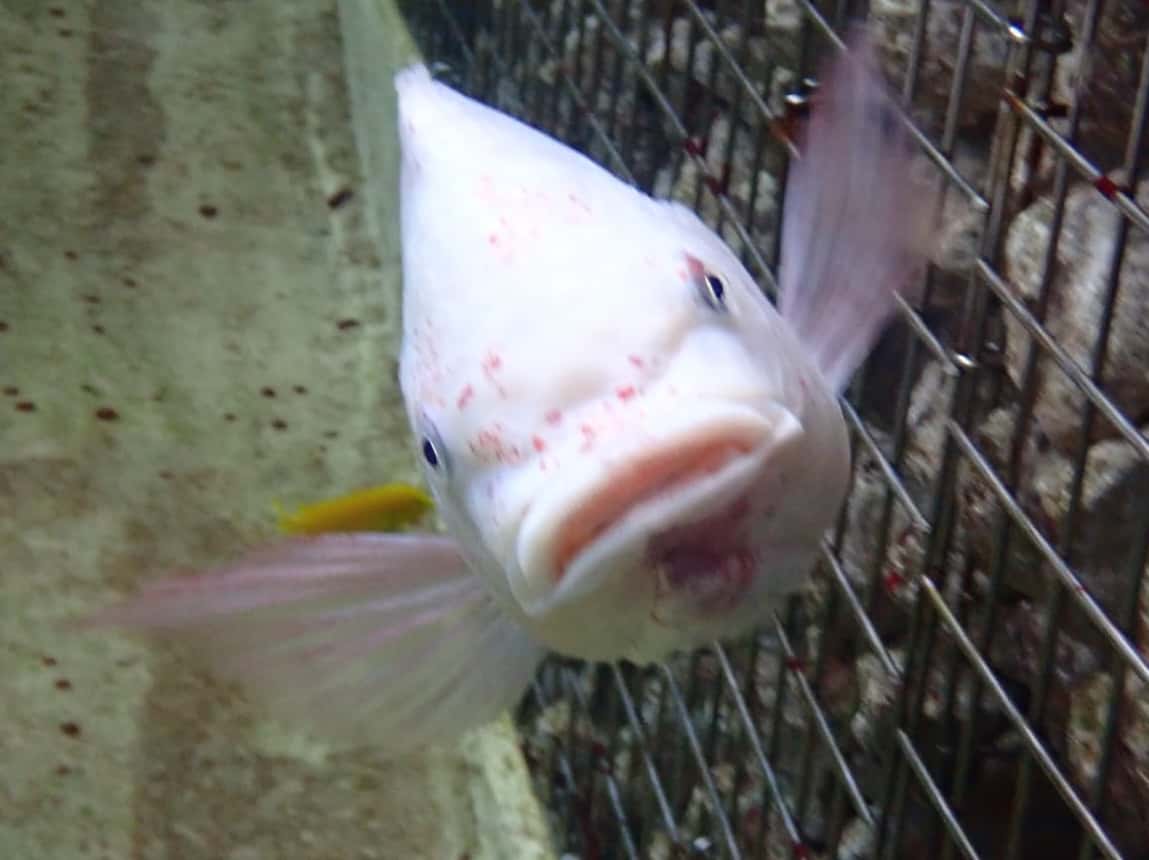 Sortie TODI Mantalo Club