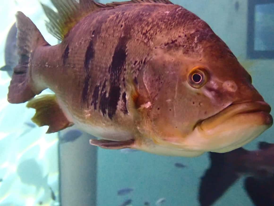 Aquarium TODI Belgique