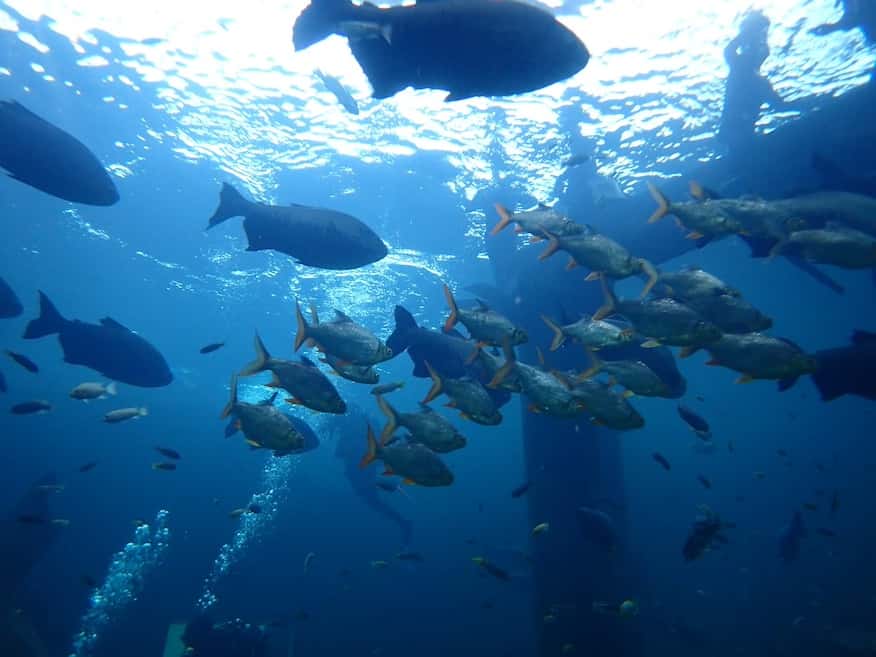 Centre TODI plongée