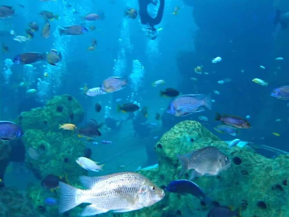 Plongée juniors TODI