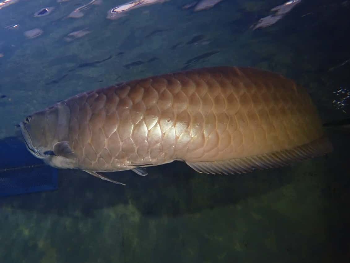 Plongée apnée TODI